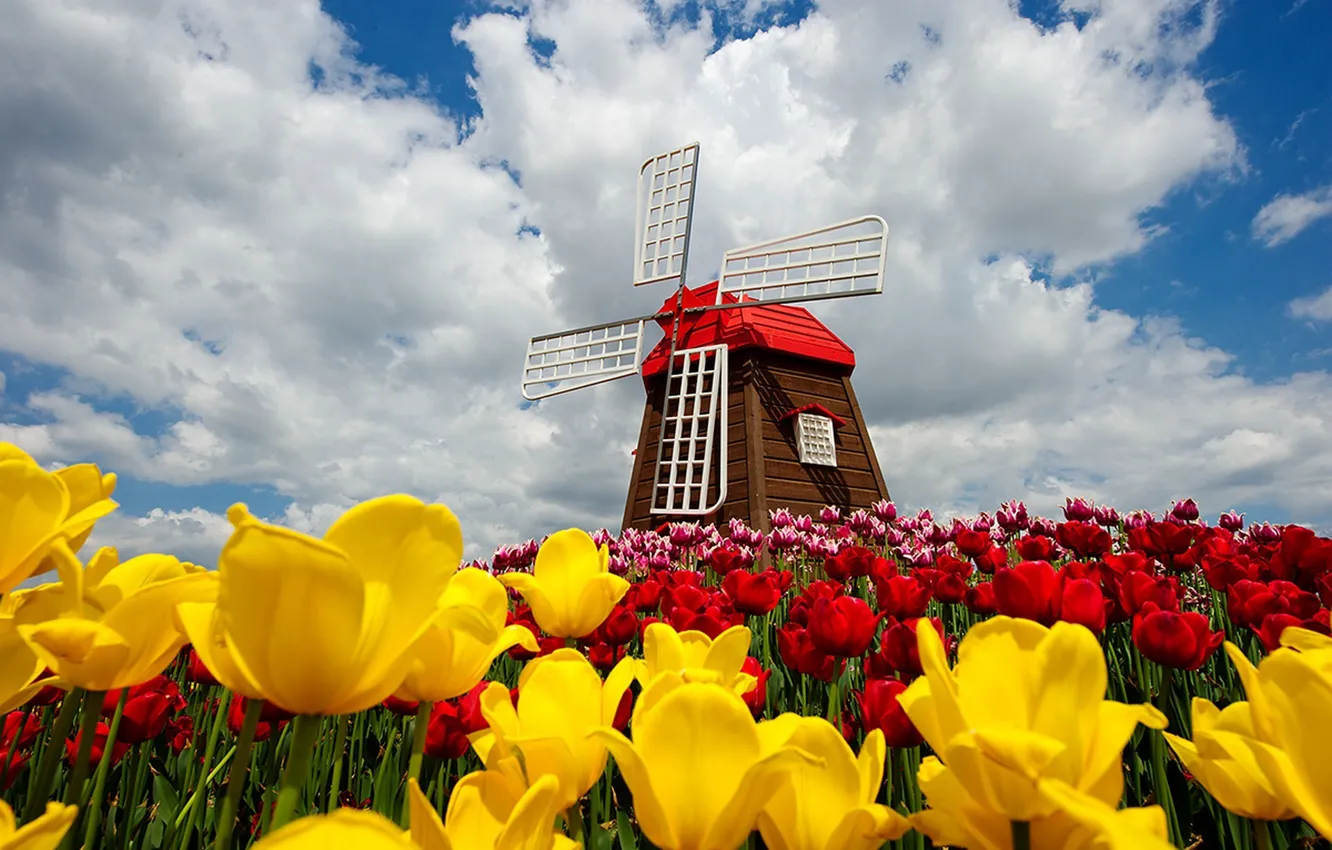 Photo wallpaper the sky, clouds, flowers, nature, spring, tulips, sky, nature
