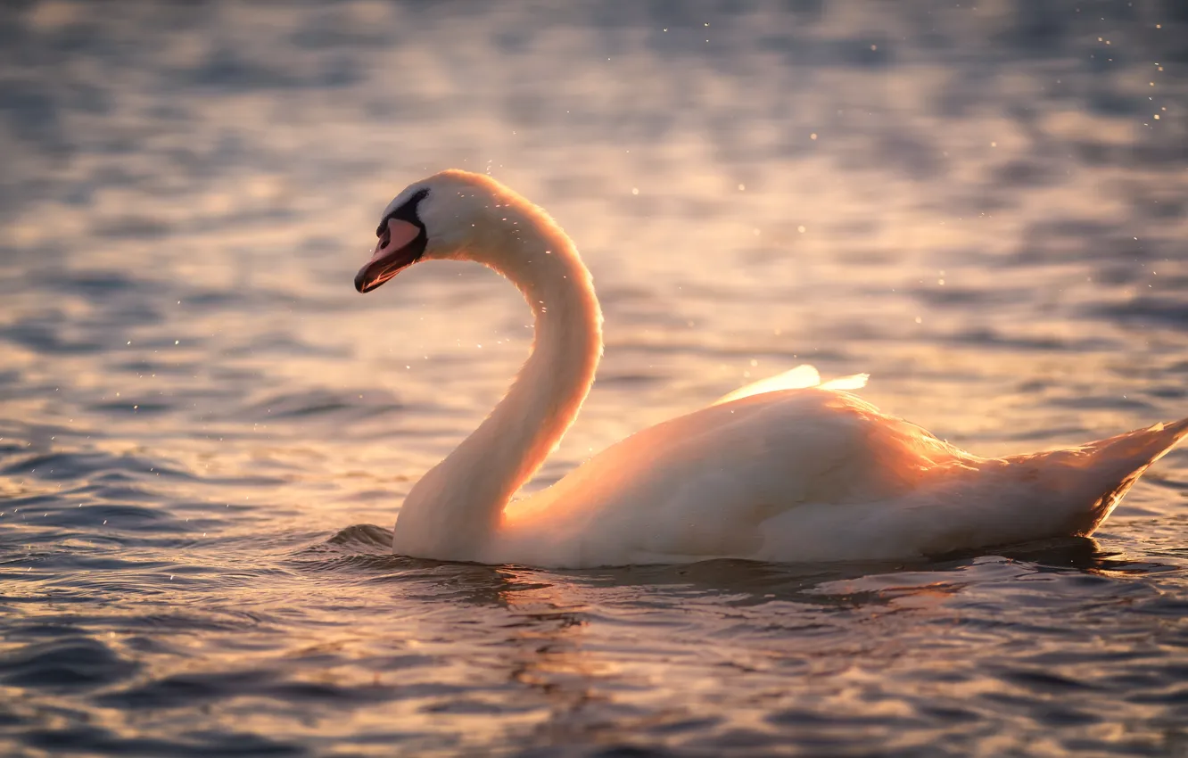 Photo wallpaper water, light, squirt, pose, dawn, bird, morning, lighting