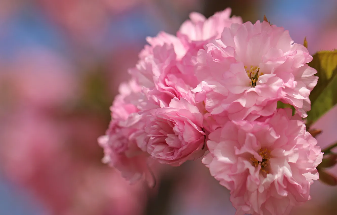 Photo wallpaper branches, Sakura, pink