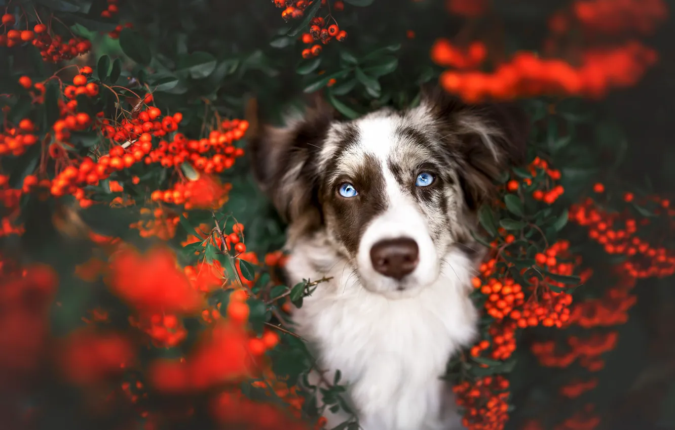 Photo wallpaper look, face, berries, portrait, dog, Rowan, English, Aussie