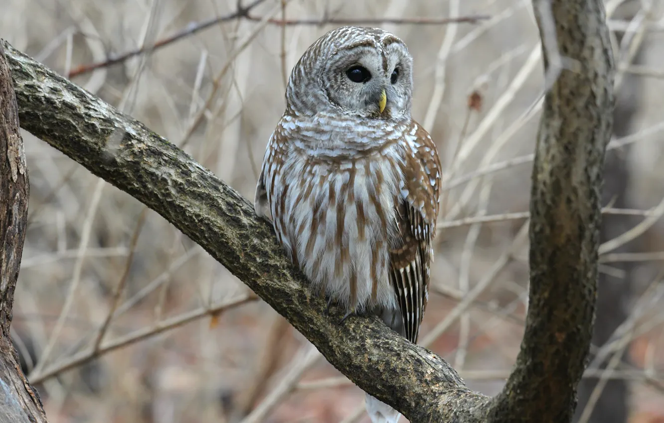 Photo wallpaper trees, branches, owl, bird, owl