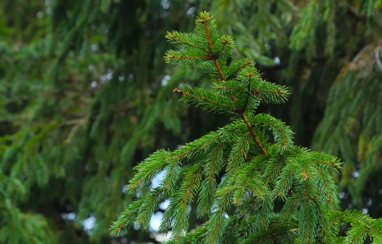 Photo wallpaper green, forest, tree, spruce, twig
