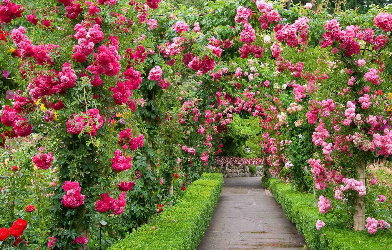 Photo wallpaper Park, roses, garden, Canada, alley, British Columbia, The Butchart Gardens