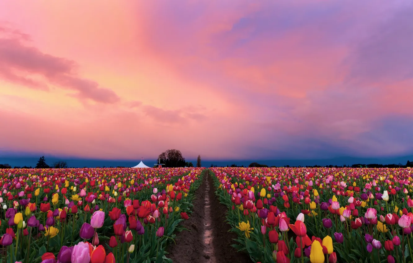 Photo wallpaper field, flowers, spring, the evening, tulips, colorful, plantation, pink sky