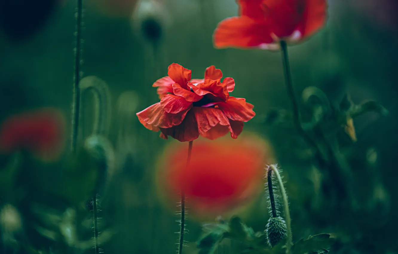 Photo wallpaper flowers, red, Maki