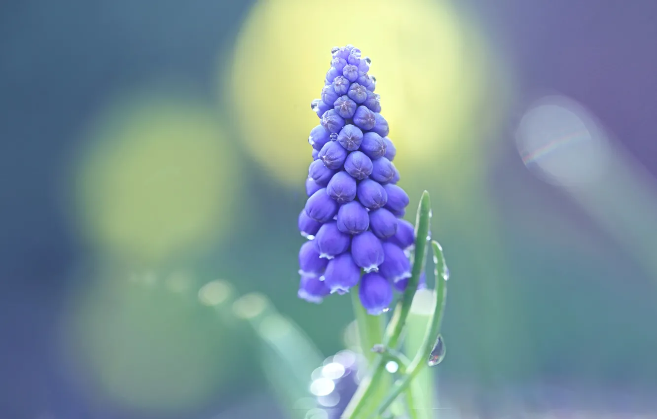 Photo wallpaper flowers, lilac, bokeh, Muscari
