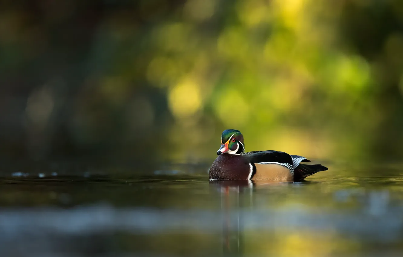 Photo wallpaper background, bird, duck, pond, swimming, bokeh, karolinka