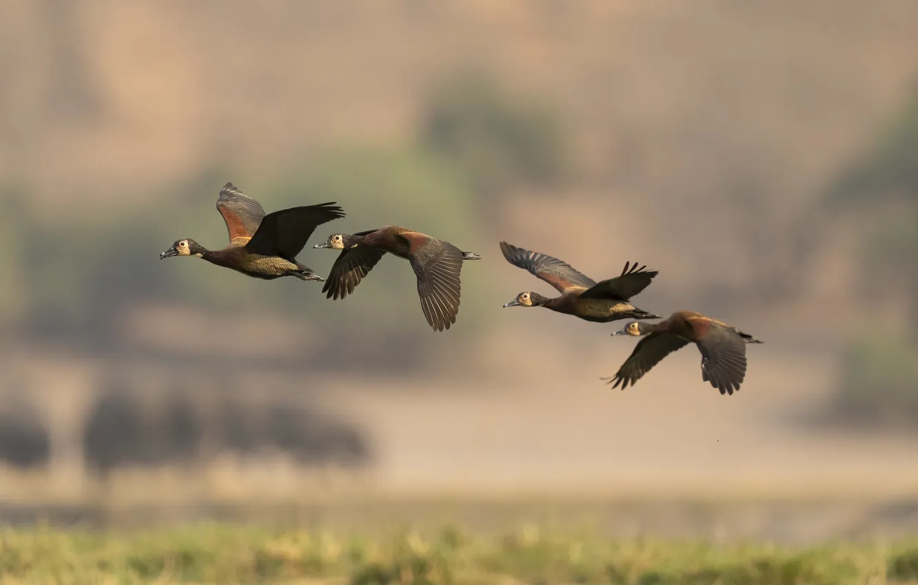 Photo wallpaper flight, bird, duck, geese, Flies