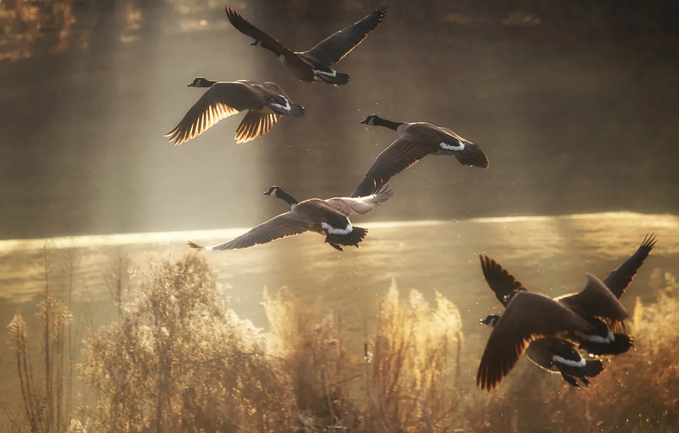Photo wallpaper birds, lake, pond, river, duck