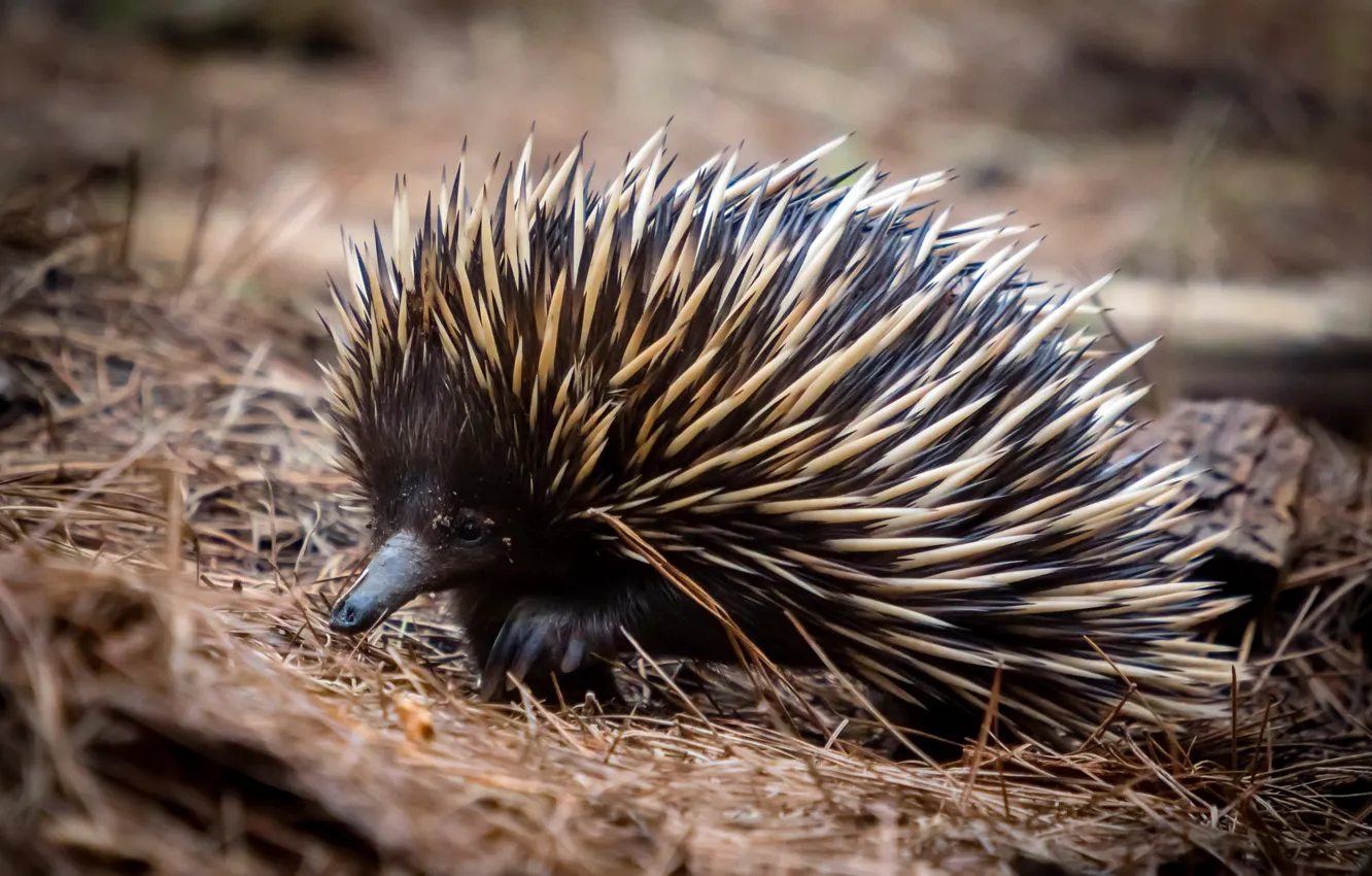 Photo wallpaper nature, background, Australian echidna