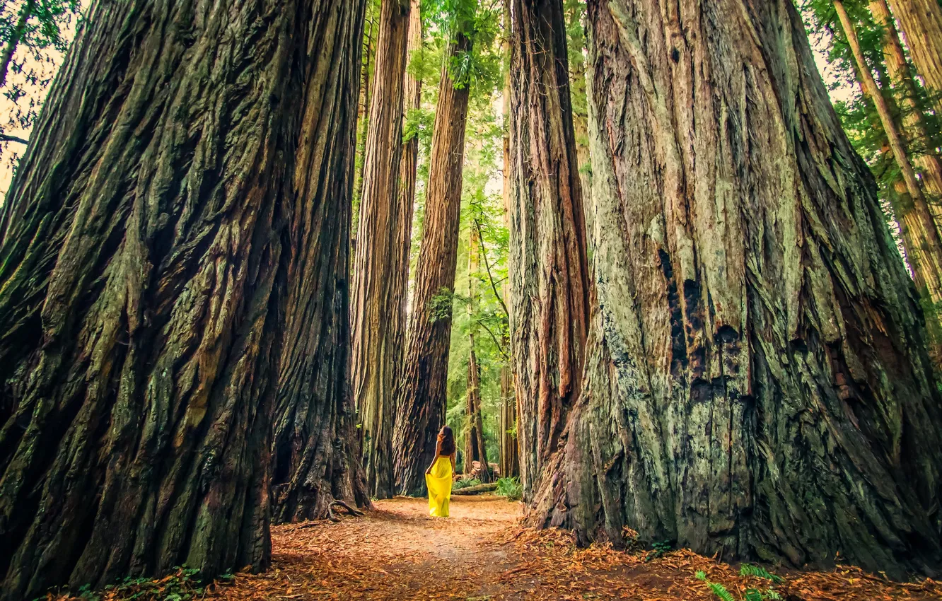 Photo wallpaper girl, trees, yellow, dress