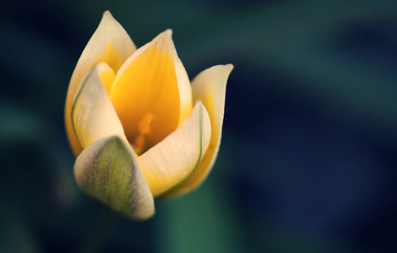 Photo wallpaper flowers, petals, buds, bokeh