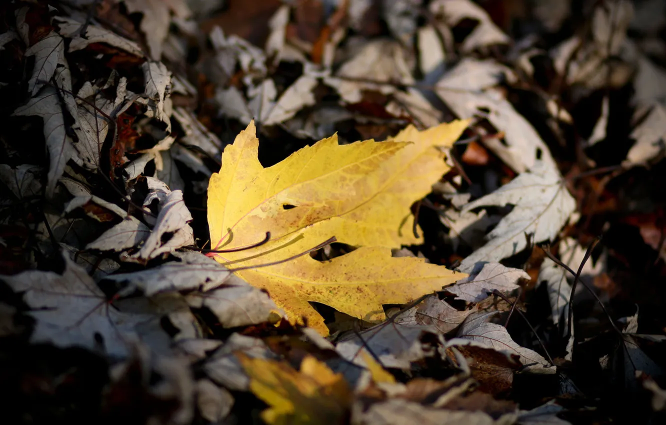 Photo wallpaper autumn, leaves, macro, nature, photo, autumn Wallpaper