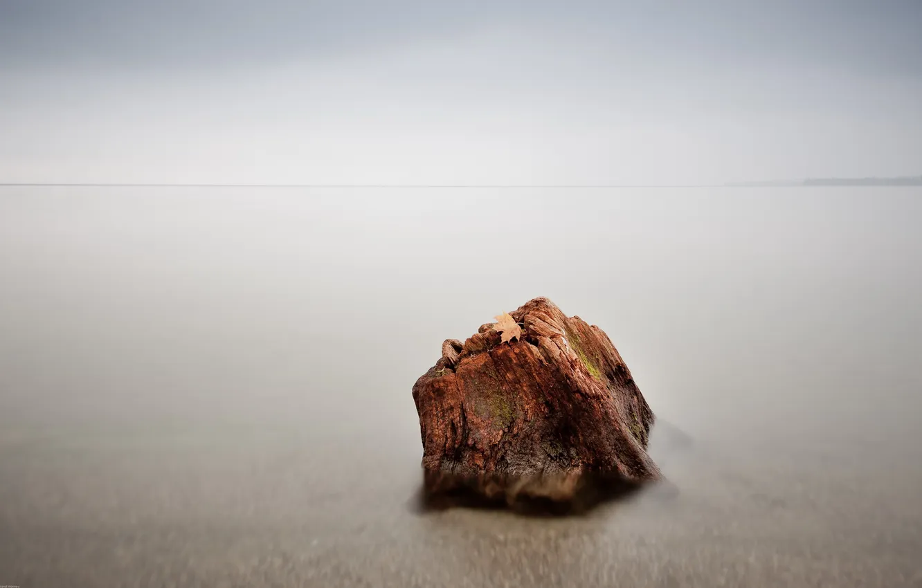 Photo wallpaper leaves, nature, lake, stump