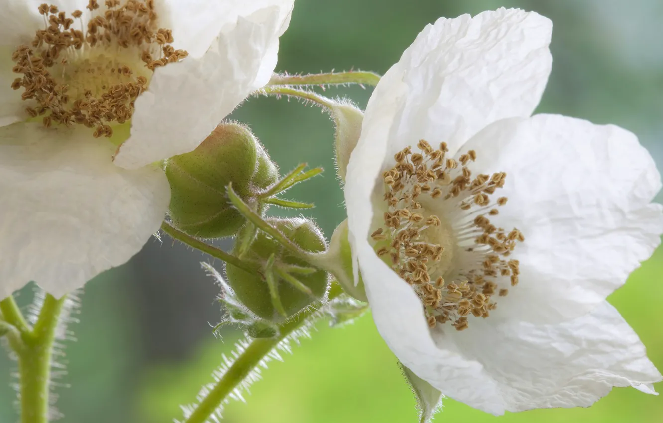 Photo wallpaper flowers, nature, petals, stem, stamens