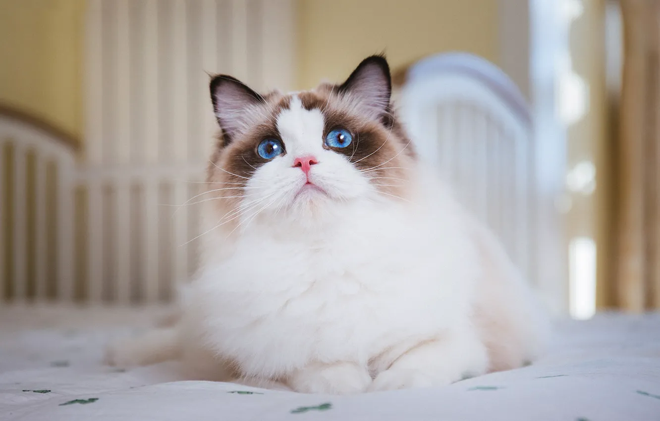 Photo wallpaper cat, cat, look, pose, face