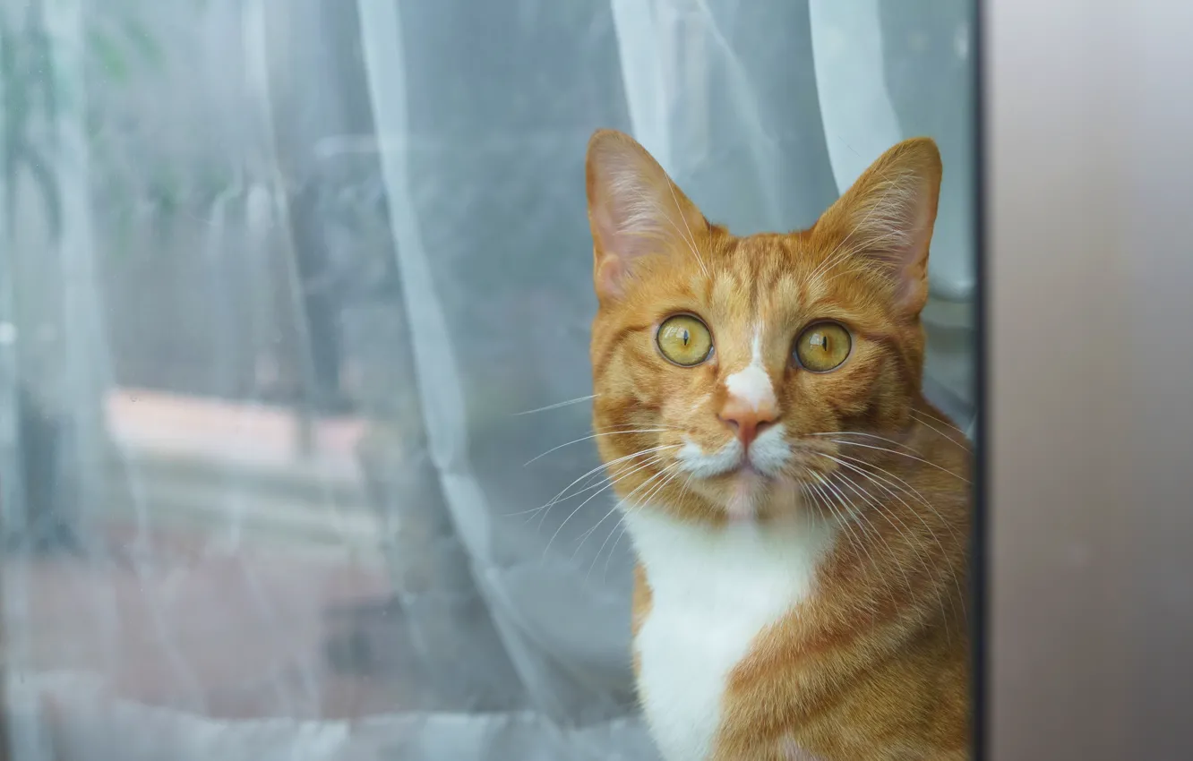 Photo wallpaper cat, cat, look, window, curtains, red, face
