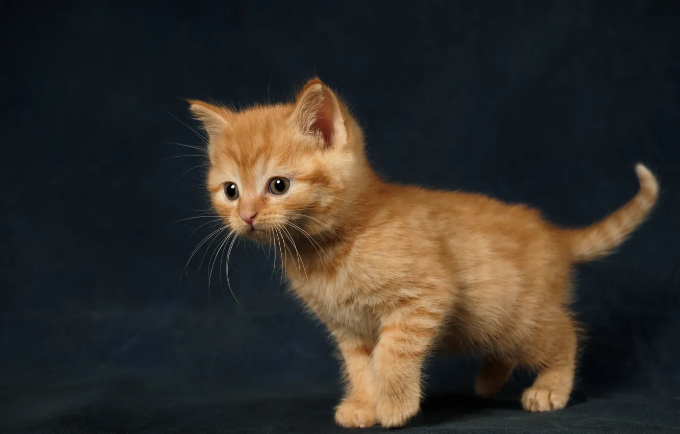 Photo wallpaper cat, the dark background, kitty, baby, red, kitty