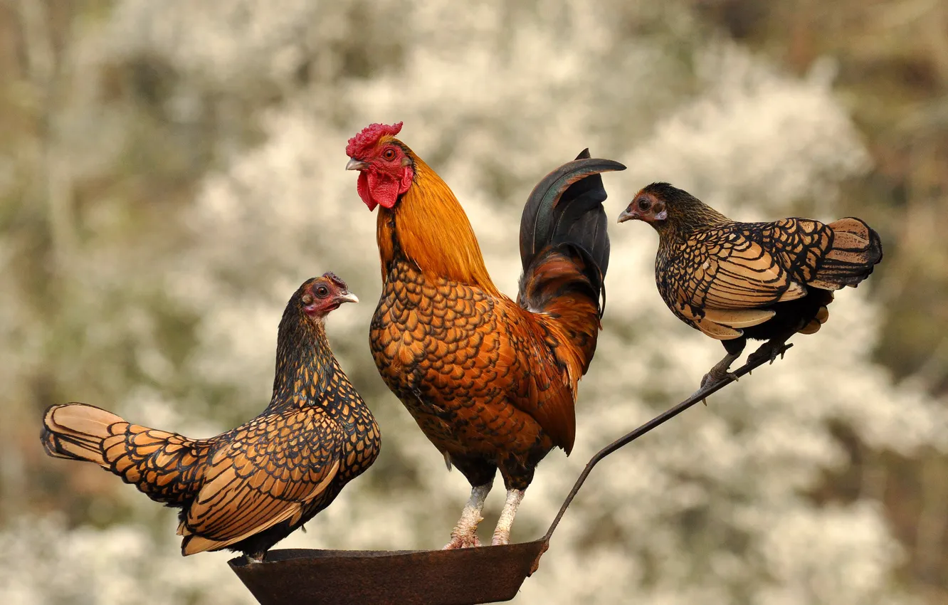 Photo wallpaper birds, cock, pan, chickens