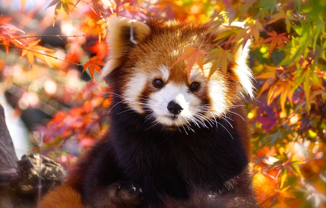 Photo wallpaper autumn, look, face, leaves, light, portrait, red Panda, cutie