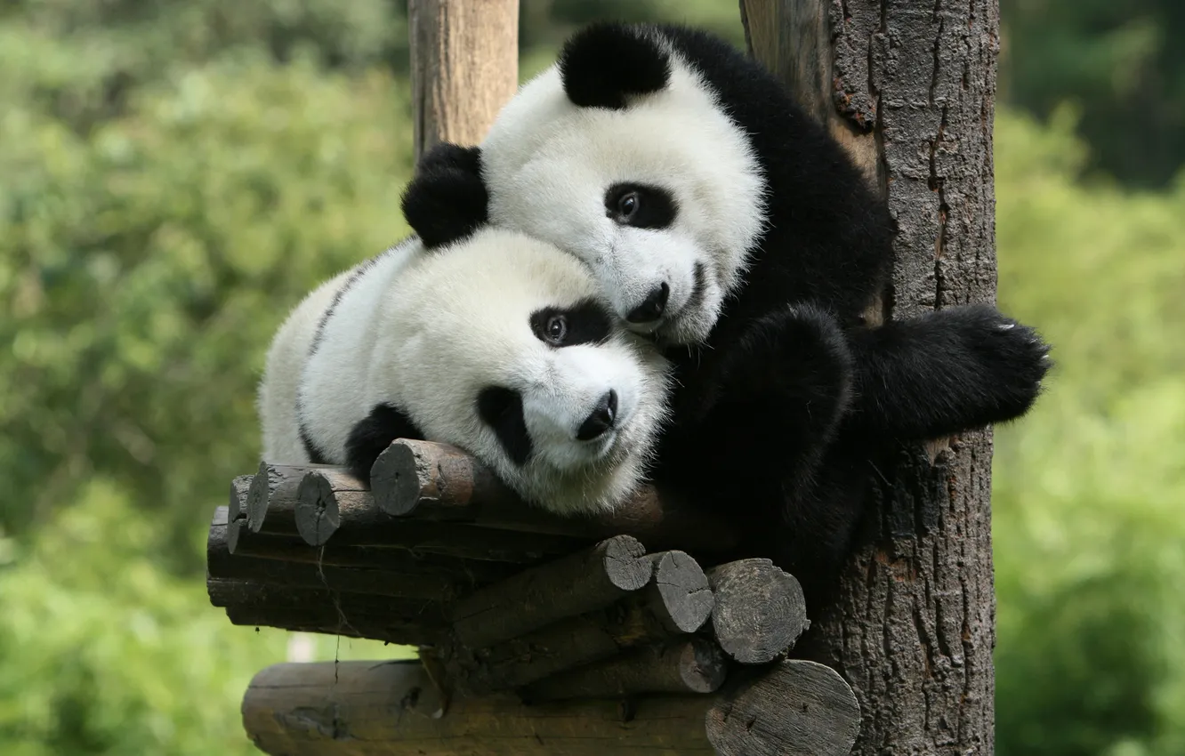 Photo wallpaper bear, Panda, bear, a couple, two of the bear