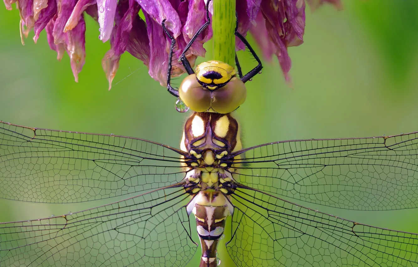 Photo wallpaper macro, dragonfly, Insect