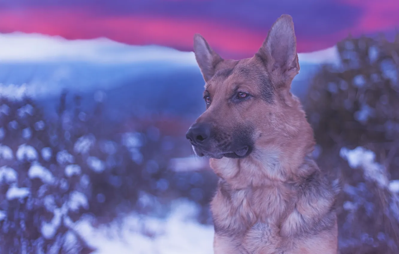 Photo wallpaper look, face, portrait, dog, bokeh, German shepherd