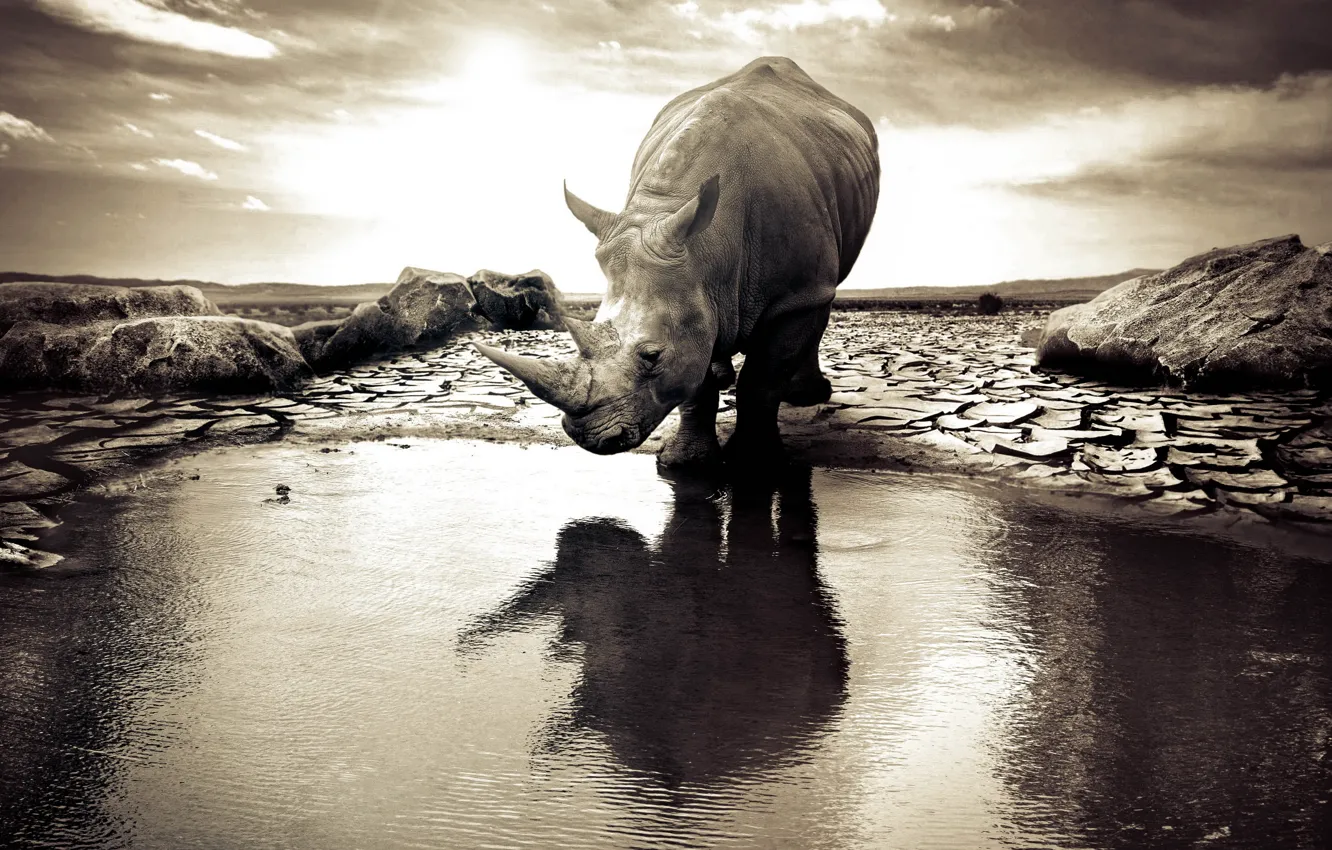 Photo wallpaper nature, background, Rhino