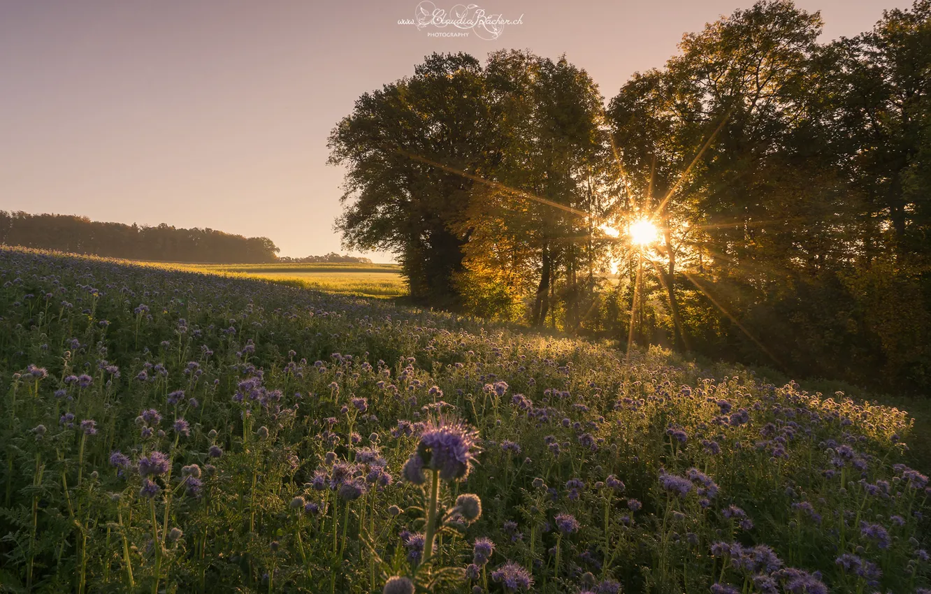 Photo wallpaper field, the sun, trees, barb