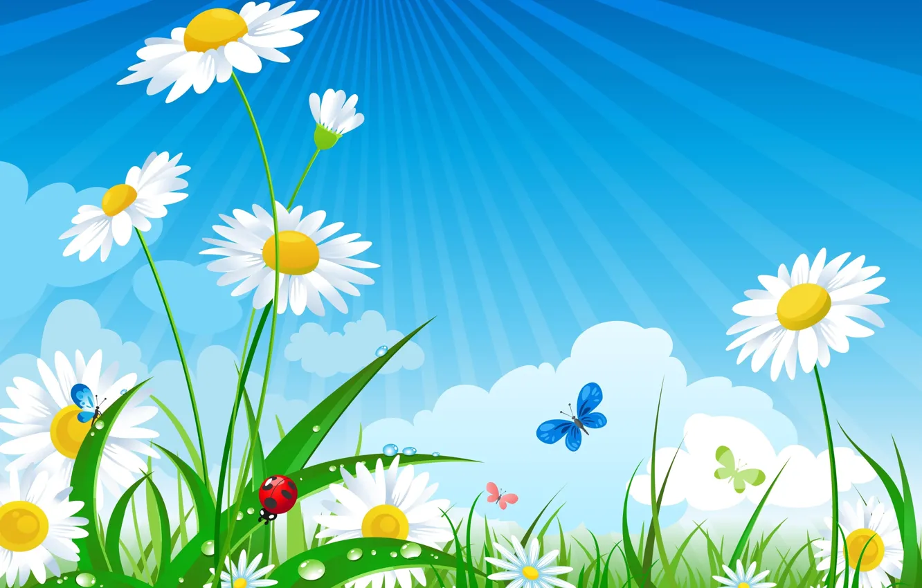 Photo wallpaper The sun, The sky, Grass, Chamomile, Insects
