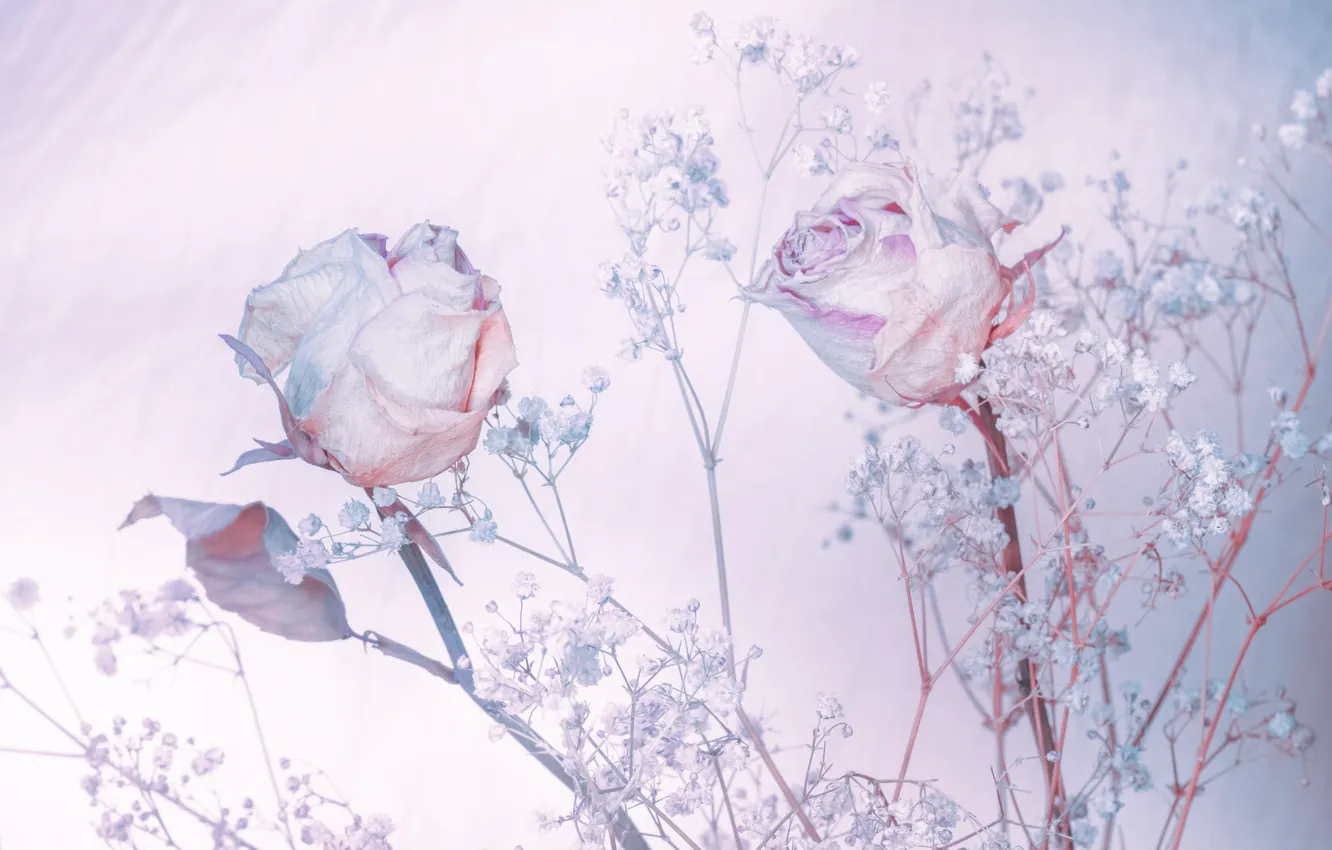 Photo wallpaper background, roses, shades of blue