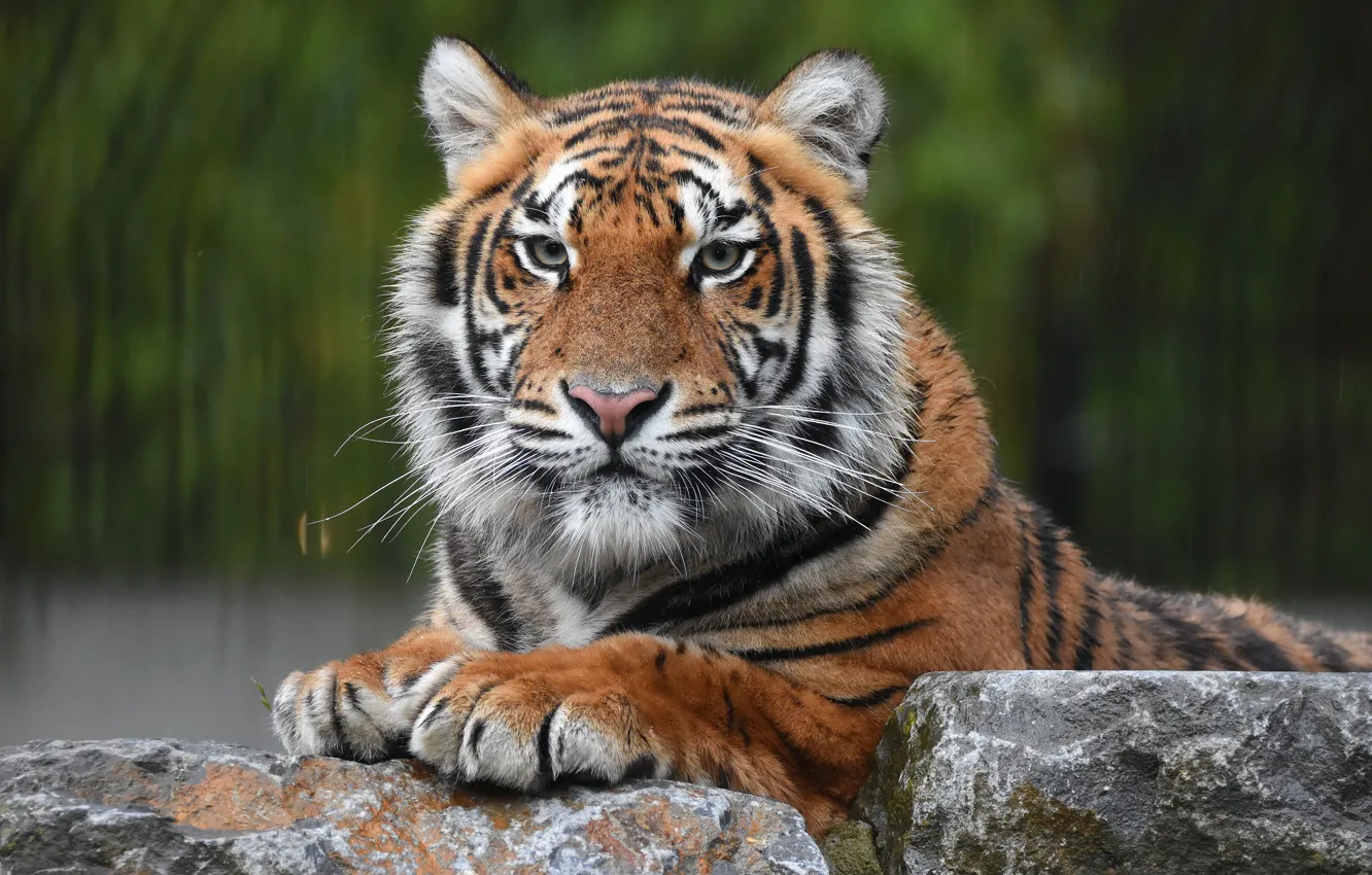 Photo wallpaper look, face, tiger, stones, portrait, predator, wild cat