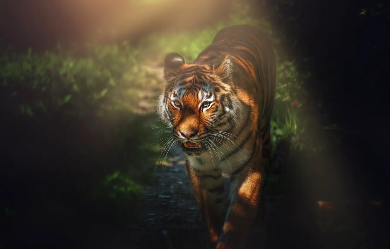 Photo wallpaper nature, tiger, beast