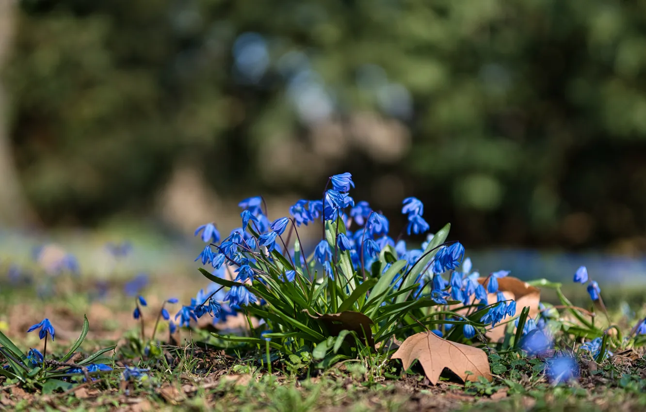 Photo wallpaper flowers, blue, blue, glade, spring, Scilla