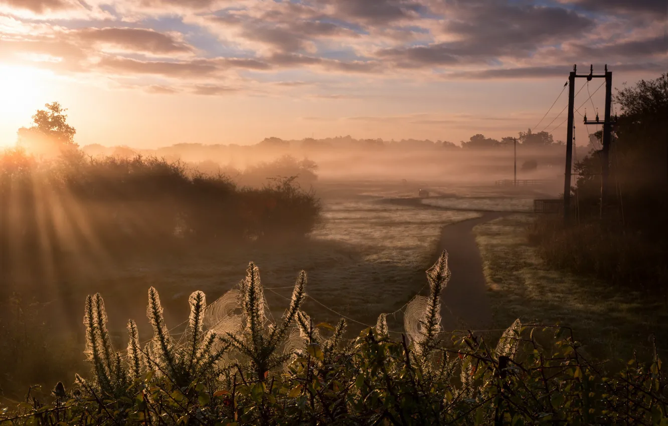 Photo wallpaper autumn, fog, web, morning