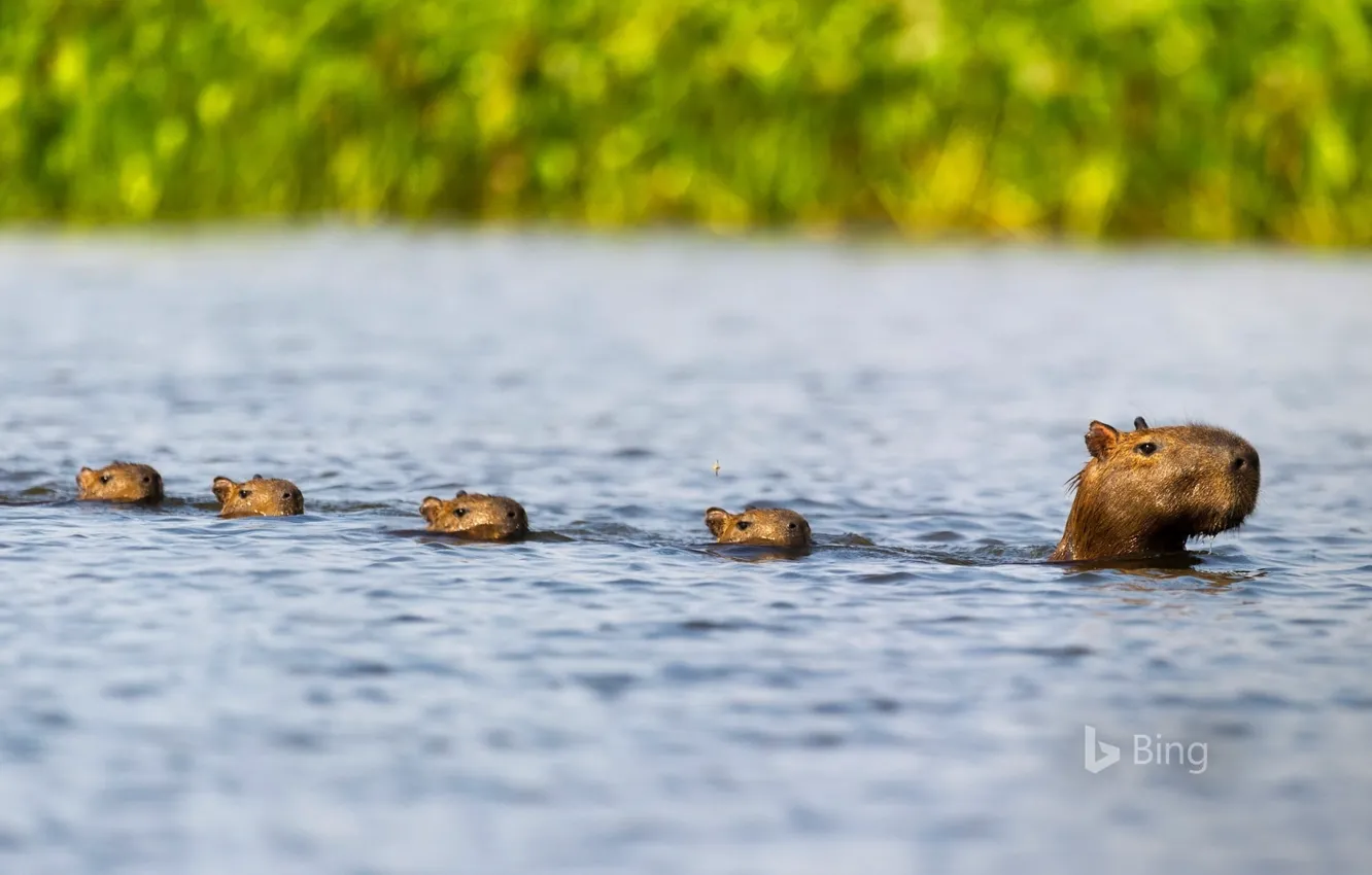 Photo wallpaper nature, water, Brazil, Capybara, animals wildlife