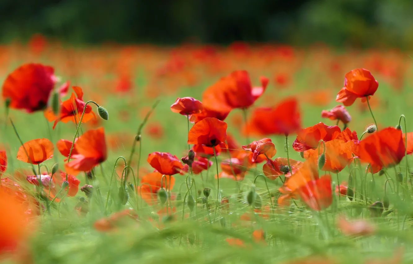Photo wallpaper greens, flowers, red, Maki, meadow, a lot, bokeh, poppy field