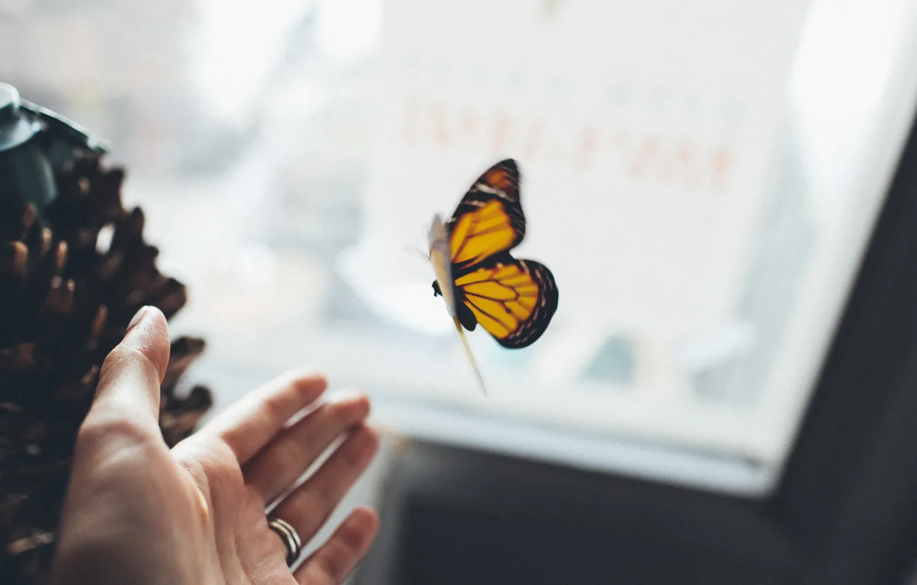 Photo wallpaper butterfly, wings, hands, ring, insect, palm, her hands