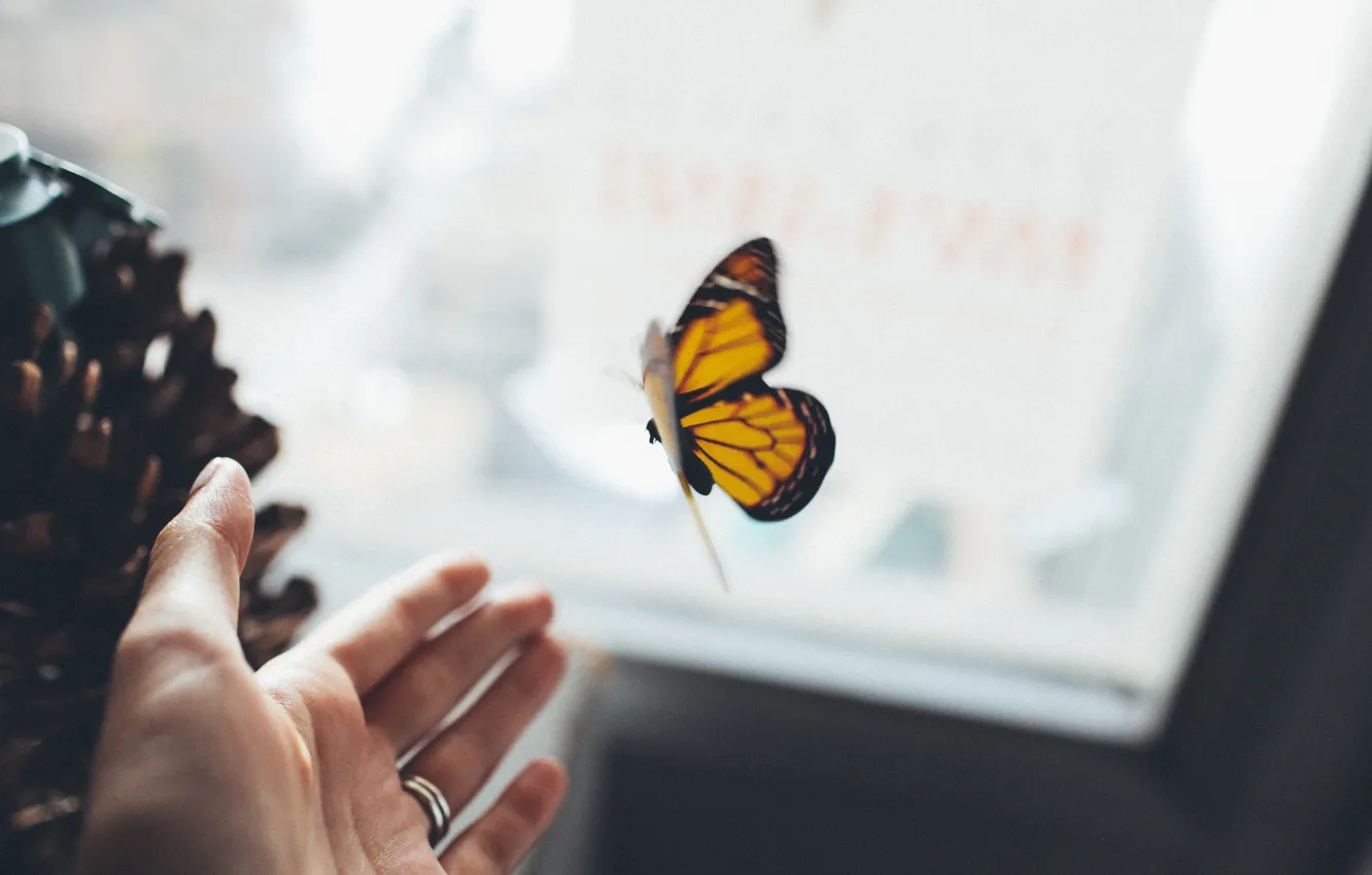 Photo wallpaper butterfly, hand, wings, ring, insect, palm, hand