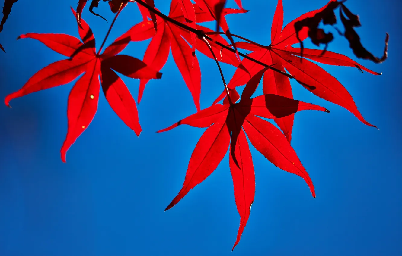 Photo wallpaper autumn, leaves, maple, the crimson