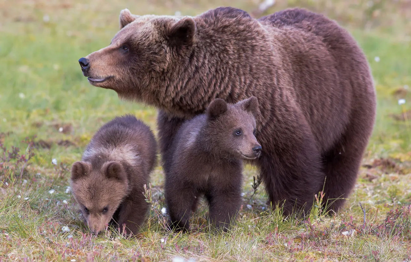Photo wallpaper grass, nature, seeds, bear, bear