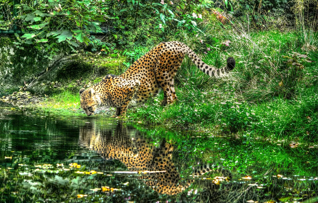 Photo wallpaper reflection, river, Cheetah