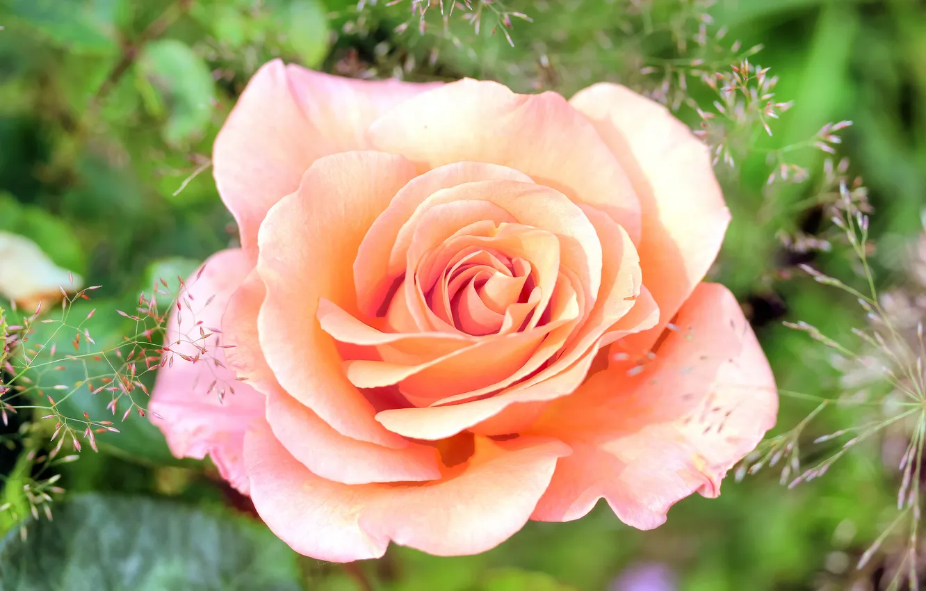 Photo wallpaper macro, roses, buds