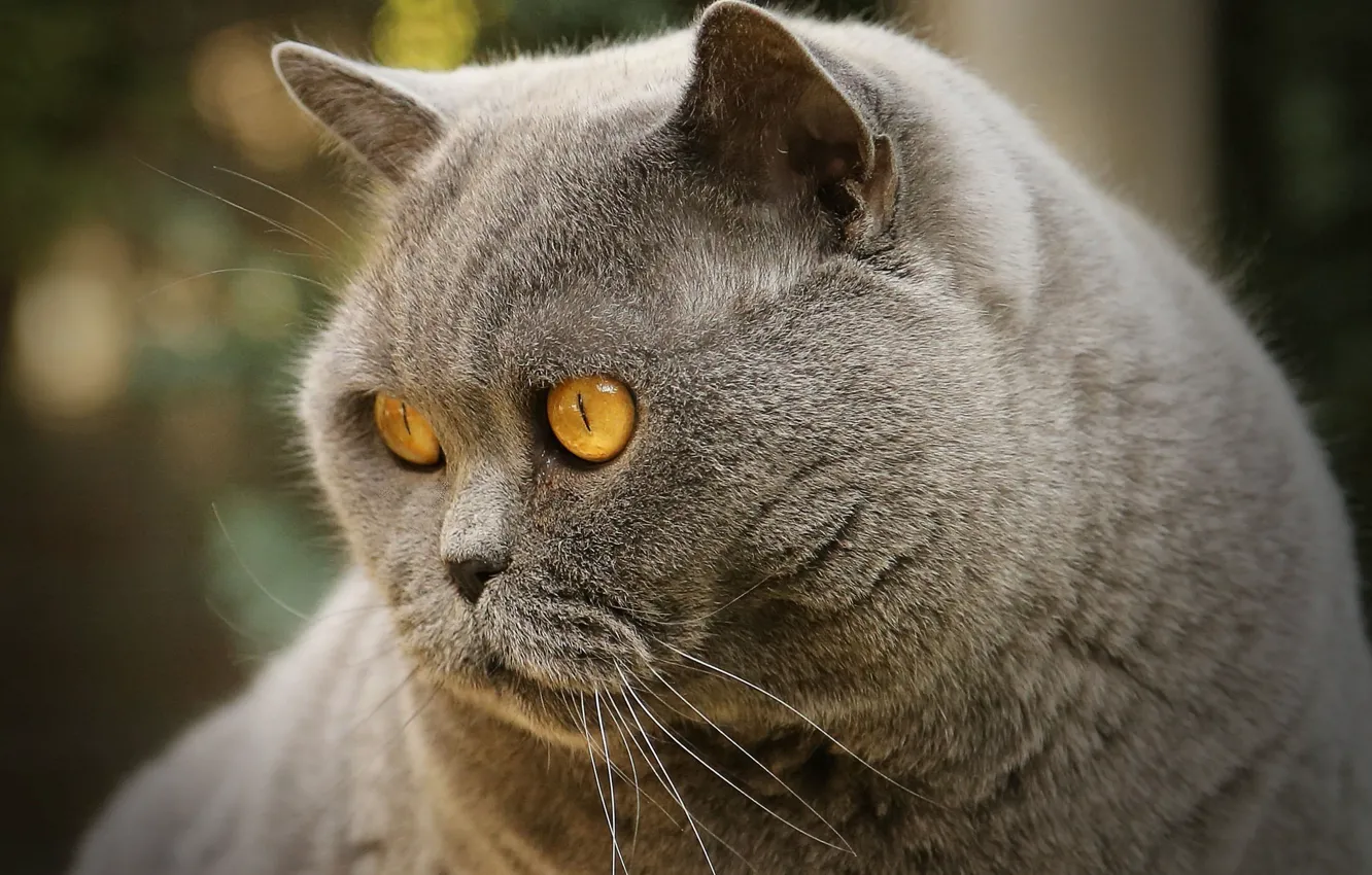 Photo wallpaper cat, look, muzzle, Kote, important, British Shorthair
