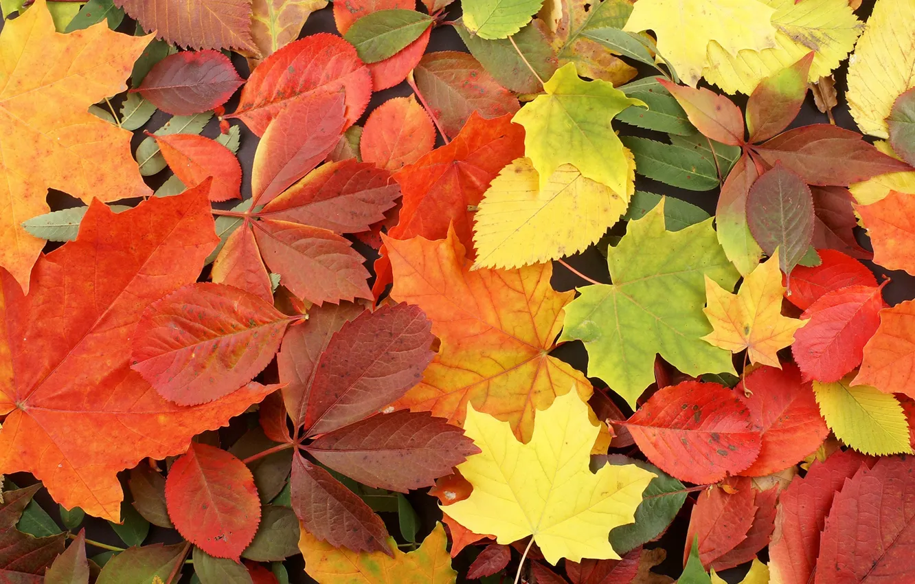 Photo wallpaper autumn, leaves, background, herbarium