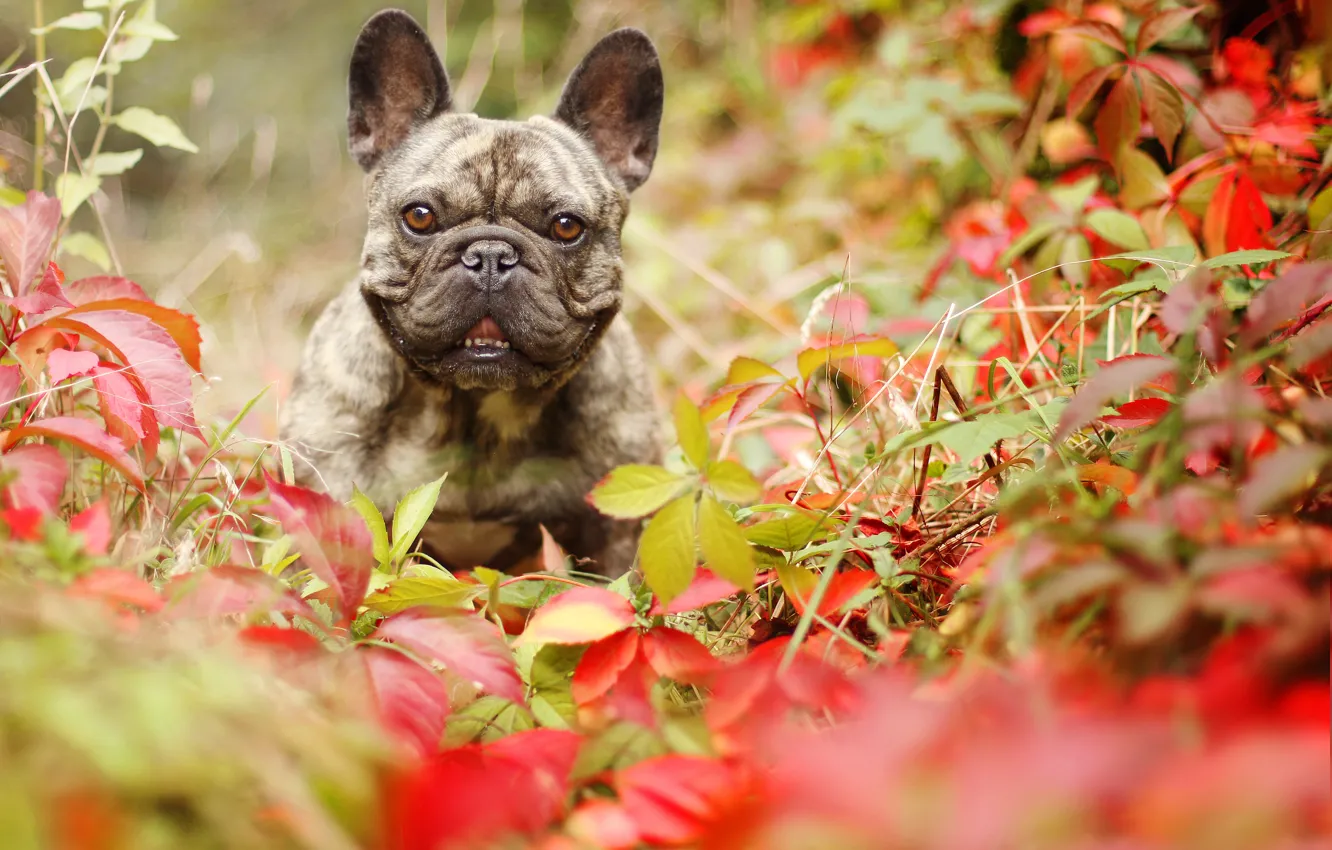 Photo wallpaper autumn, look, leaves, dog, French bulldog