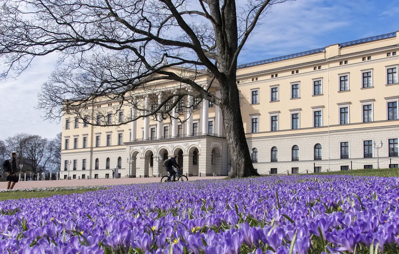 Photo wallpaper trees, flowers, branches, the city, street, glade, people, building