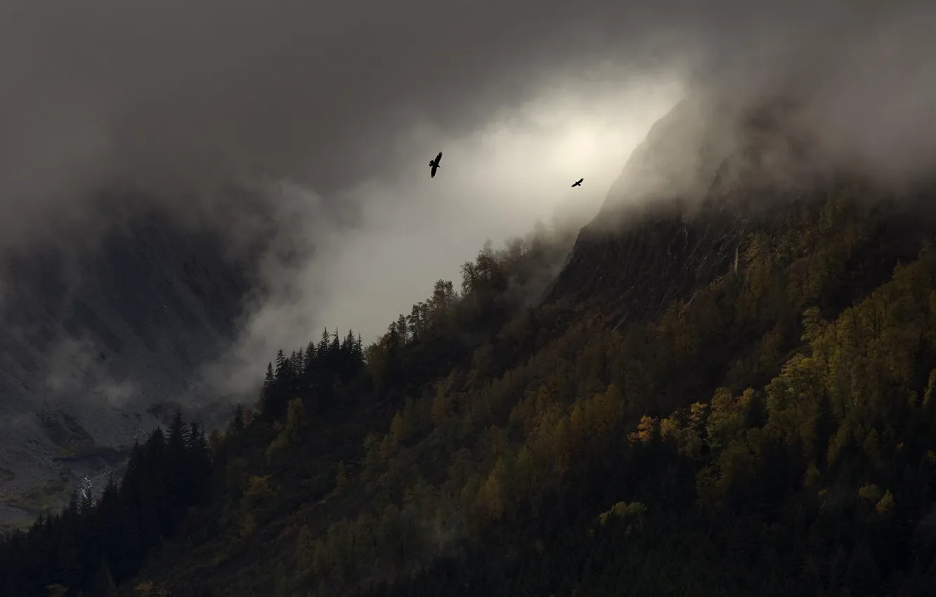 Photo wallpaper trees, mountains, birds, nature, fog