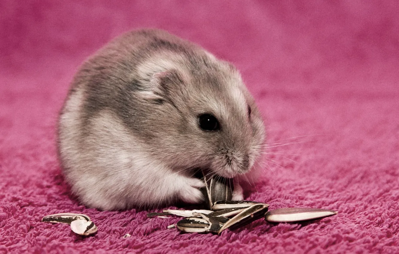 Photo wallpaper hamster, fluffy, seeds