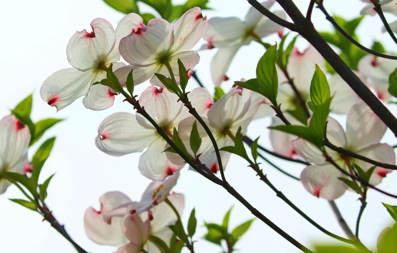 Photo wallpaper branches, flowering, dogwood